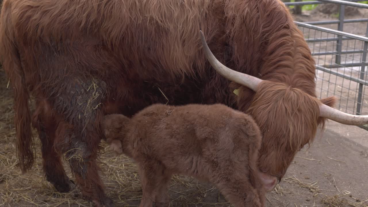 Ripresa al rallentatore di un vitello di mucca delle Highlands che beve latte dalle mammelle della madre.