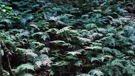fern tree plants endemic in the bushland of blue mountains national park, new south wales, australia. close-up shot