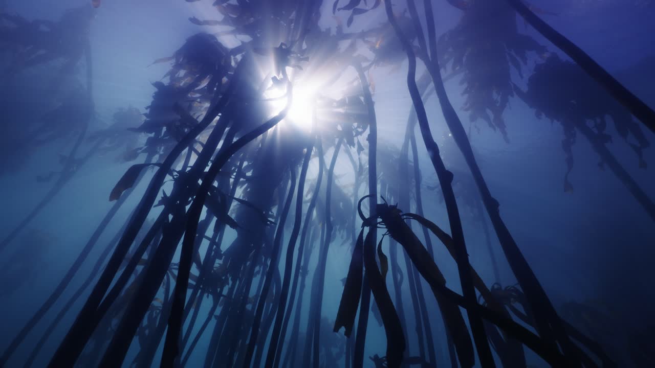 bosque de algas submarinas