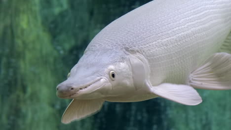 white alligator gar swimming underwater