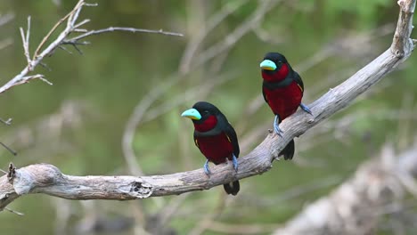 Black-and-red-Broadbill,-Cymbirhynchus-macrorhynchos,-Kaeng-Krachan,-Thailand