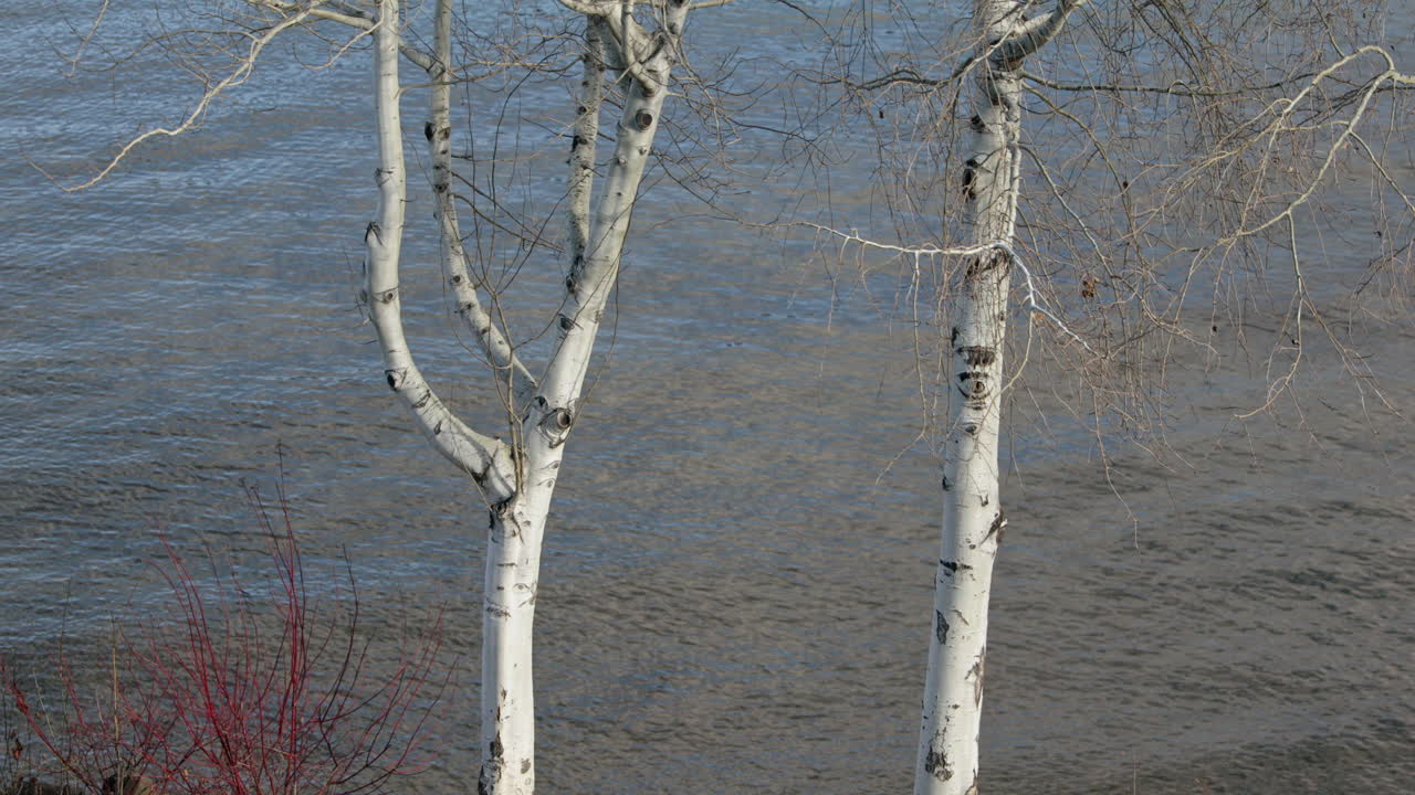 ondas lentas en la orilla del río con abedules en primer plano