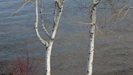 slow waves on river bank with birch trees in foreground