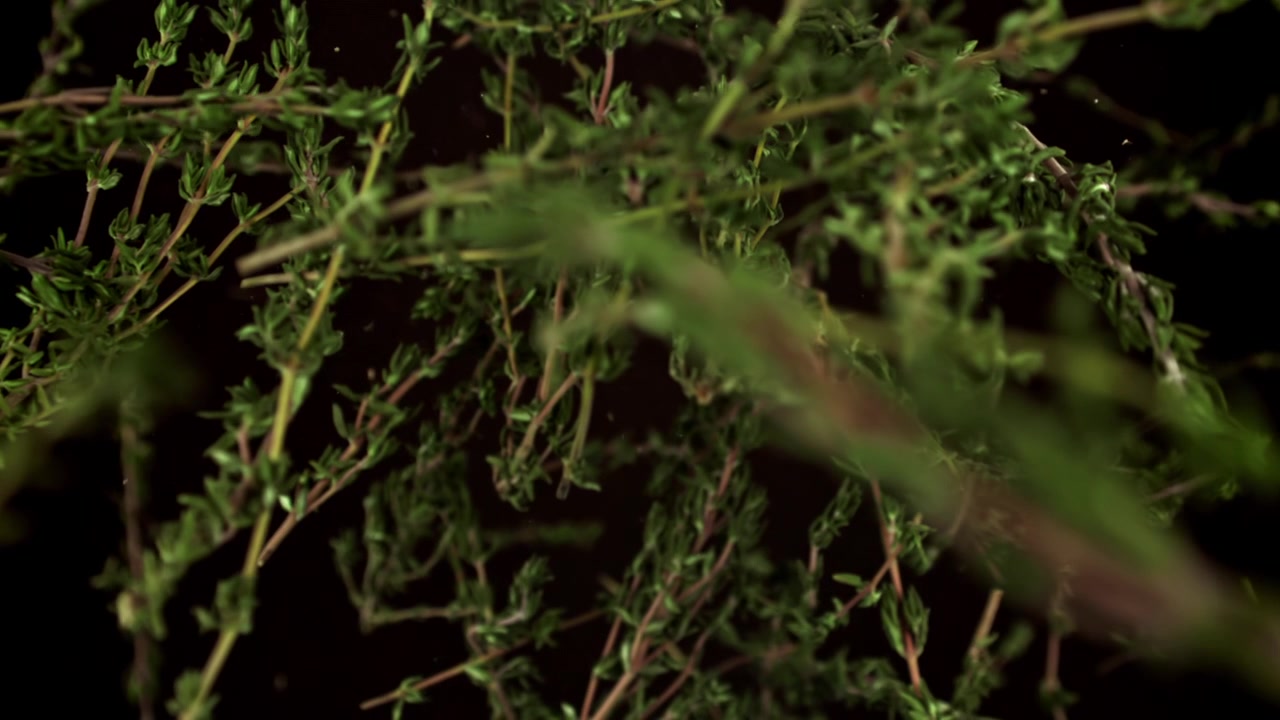 Fresh Thyme Sprigs Falling in Slow Motion on Black Background