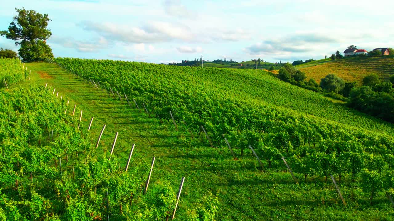 Splendide riprese da drone di un vigneto verde lussureggiante che si estende su una collina di Jeruzalem, ricco di foglie.