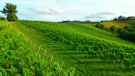 Stunning-drone-footage-of-a-lush-green-vineyard-spreading-across-a-Jeruzalem-hill,-adorned-with-abundant-leaves