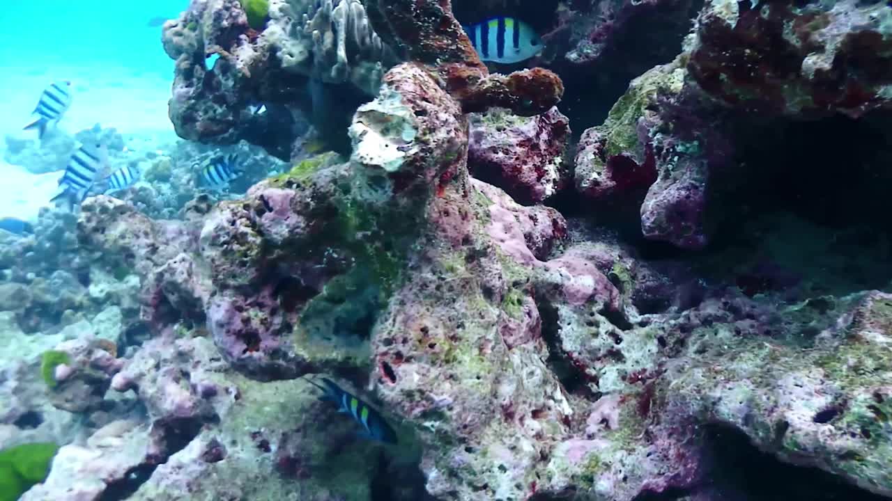 A small striped sergeant fish in rocks of the reef. Close up view