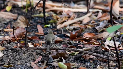 The-Forest-Wagtail-is-a-passerine-bird-foraging-on-branches,-forest-grounds,-tail-wagging-constantly-sideways