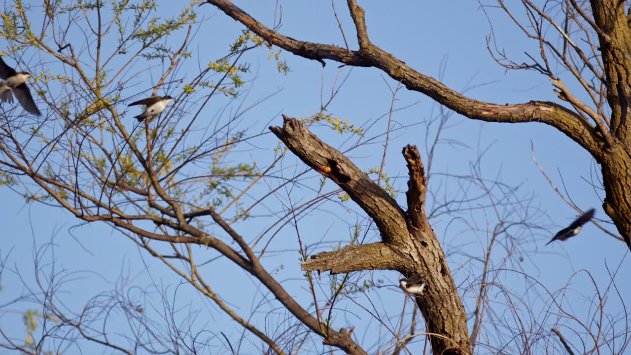 Fine spring day, stunning slow-mo: purple martins in flight like you’ve never seen.