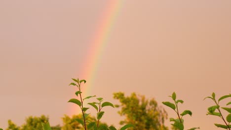 subida de la cámara que revela un hermoso arco iris detrás de un árbol