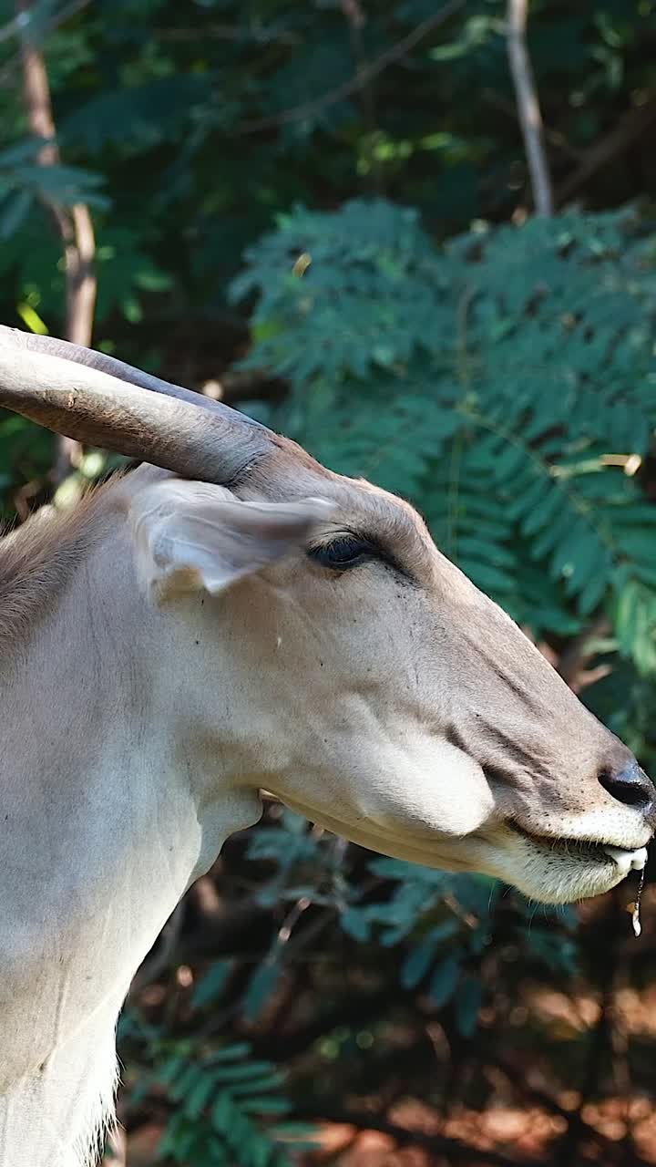 eland se mueve a través del exuberante entorno del zoológico