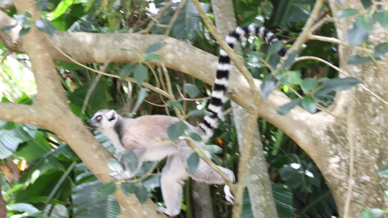 el lémur navegando a través de las densas ramas de los árboles