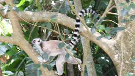 lemur navigating through dense tree branches