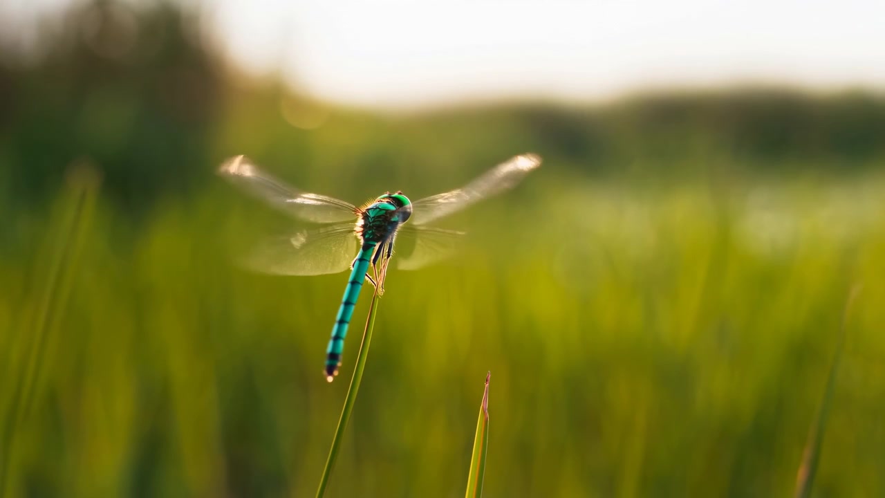 Una libellula verde si posa su un sottile filo d'erba in un prato luminoso, con una morbida vegetazione sfocata e una calda luce naturale che crea una scena esterna calma.