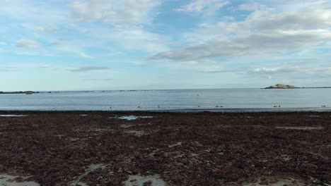 seabirds on the beach near the shore with calm blue sea water - fast drone shot, low aerial