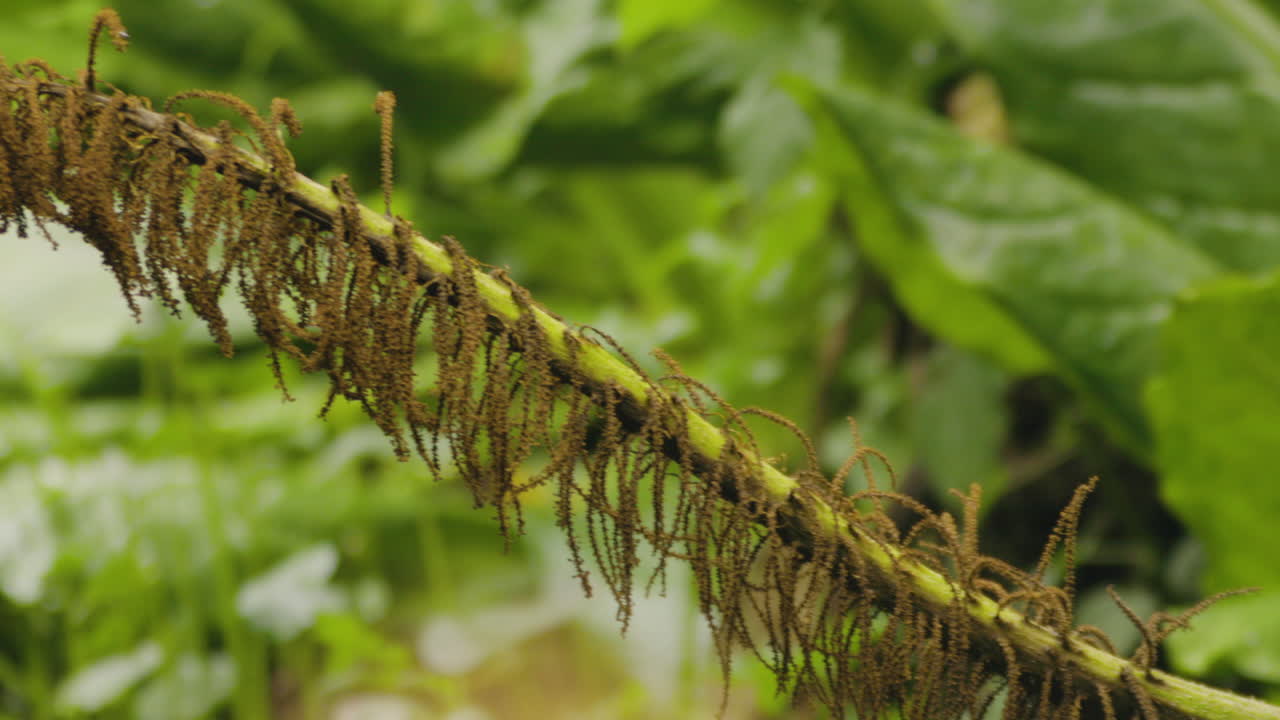 숲에서 고사리 식물 줄기의 패닝을 닫습니다