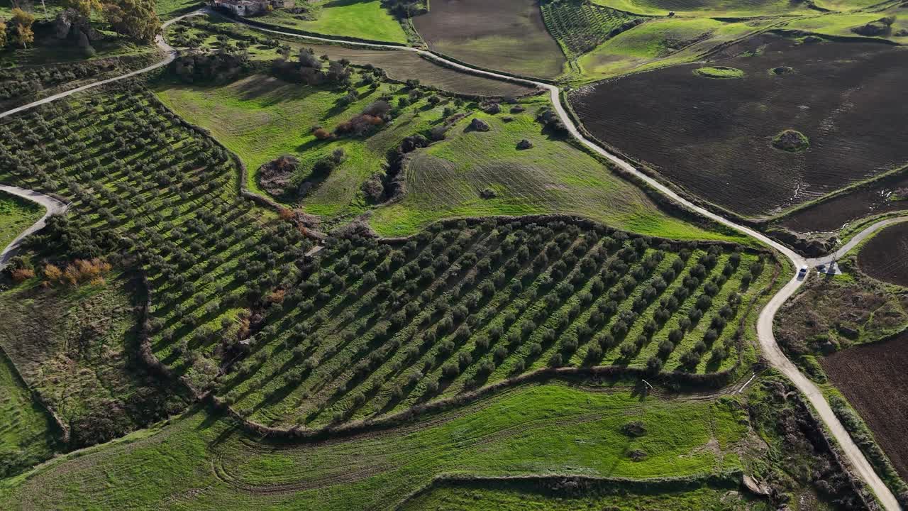Plantation of olive trees in the rural fields of Spain. Aerial view