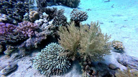 nature scene with coral reef underwater in red sea, dahab, egypt