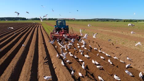 Agricultural-work-on-a-tractor-farmer-sows-grain.-Hungry-birds-are-flying-behind-the-tractor,-and-eat-grain-from-the-arable-land.