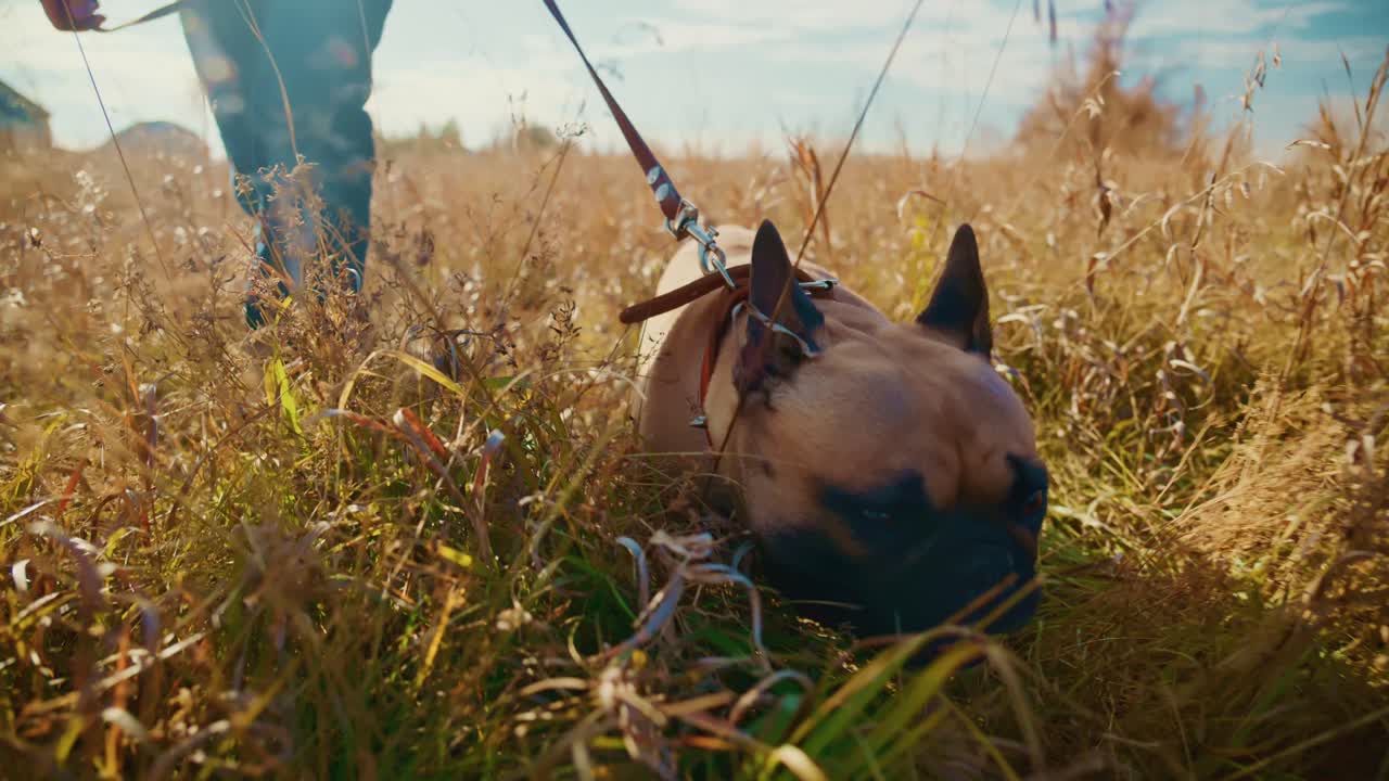 Un adorable bulldog francés disfruta de un paseo soleado por un exuberante campo dorado, mostrando la alegría y el compañerismo entre las mascotas y sus dueños en un hermoso entorno al aire libre