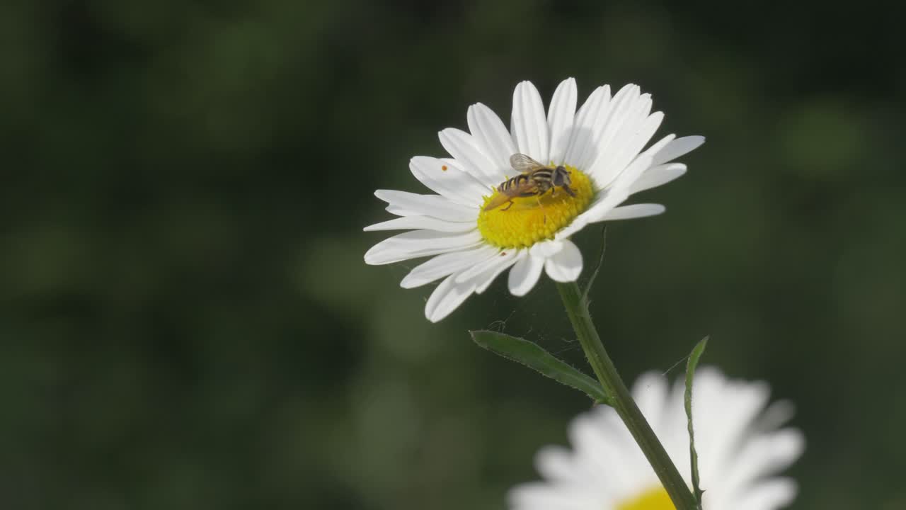 Sirfide raccoglie nettare da pianta di margherita