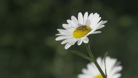 hoverfly collects nectar from daisy flower plant