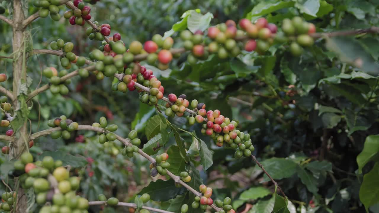 Primo piano di un albero con chicchi di caffè maturi