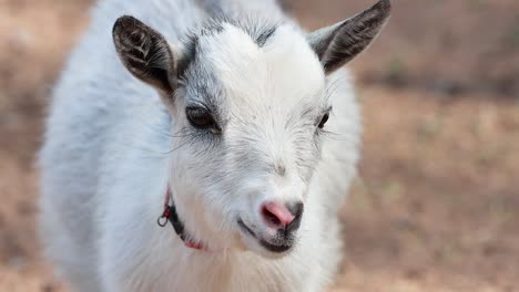 a goat exploring its surroundings playfully