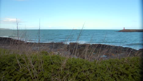 mediano a ancho disparo de malezas mientras bailan en el viento en la costa irlandesa