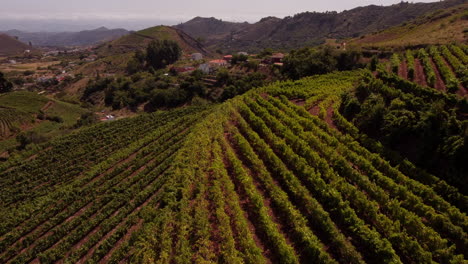 Vista-Del-Viñedo-En-Una-Colina-Con-Hileras-De-Vides-En-Verano