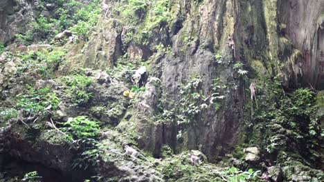 muchos monos macacos salvajes en una exuberante montaña verde en las cuevas de batu, malasia