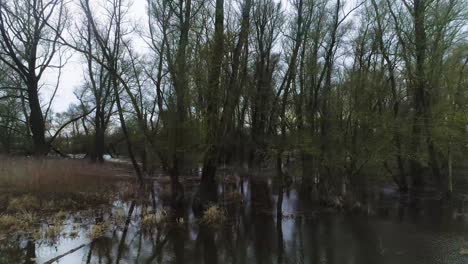 Natural-swamp-like-with-trees-in-water