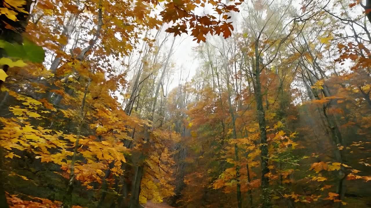 Peaceful pathway winds through a forest adorned with vibrant fallen leaves. Trees showcase their stunning autumn colors, creating a serene and picturesque outdoor scene