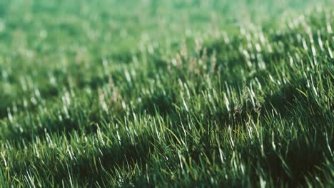 de l'herbe verte fraîche comme un bel arrière-plan