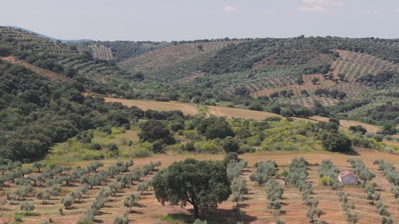 Reverse drone shot at 70mm reveals a small valley with olive groves on the slopes and a lone oak tree with a wide canopy standing prominently in the center of a flat olive field