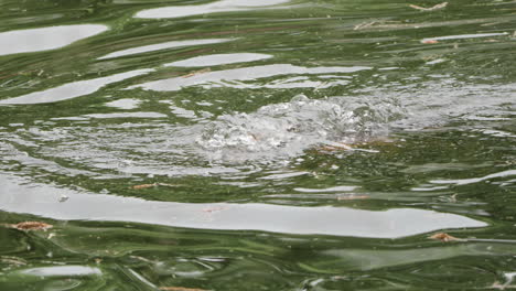 large semi-aquatic mammal hippopotamus submerged under lake waters