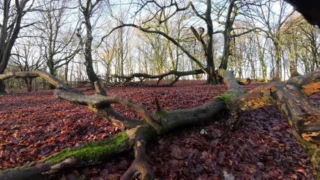 FPV-drone-flying-under-fallen-trees-on-glowing-sunrise-woodland-forest-searching-autumn-terrain