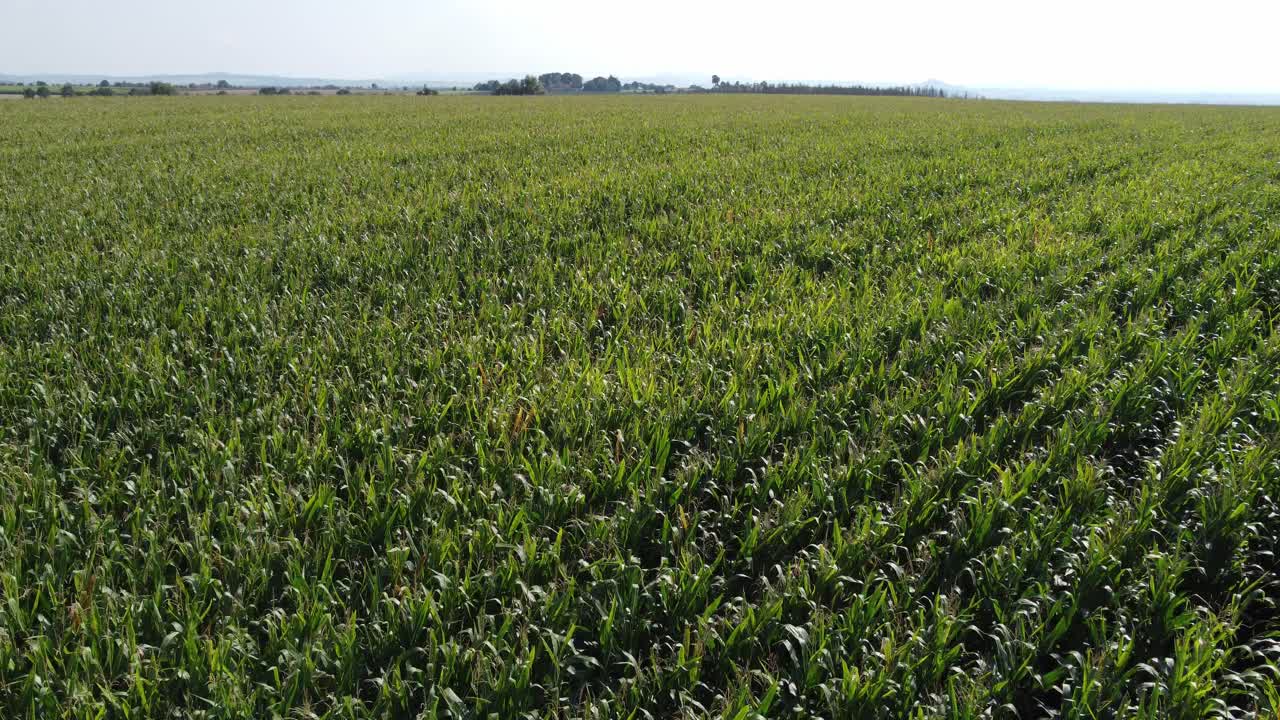 fly over a german maize field
