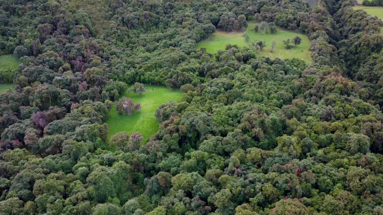 Panorama of a Tranquil Forest amidst the Mountains