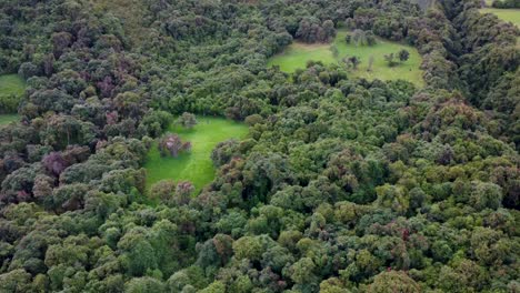 panorama of a tranquil forest amidst the mountains