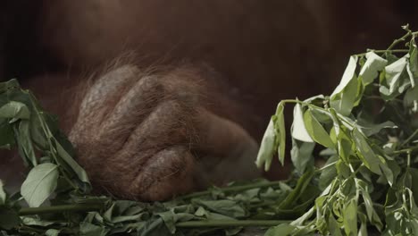 orangutan feet in nest between leaves and branches, while sleeping