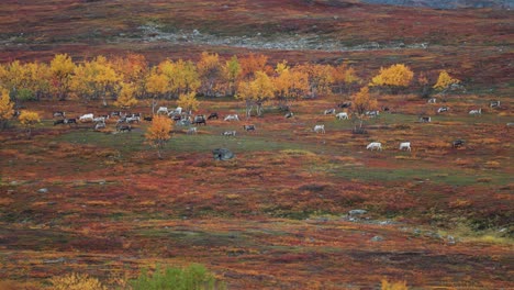 a large herd of reindeer grazes and moves through the norwegian tundra