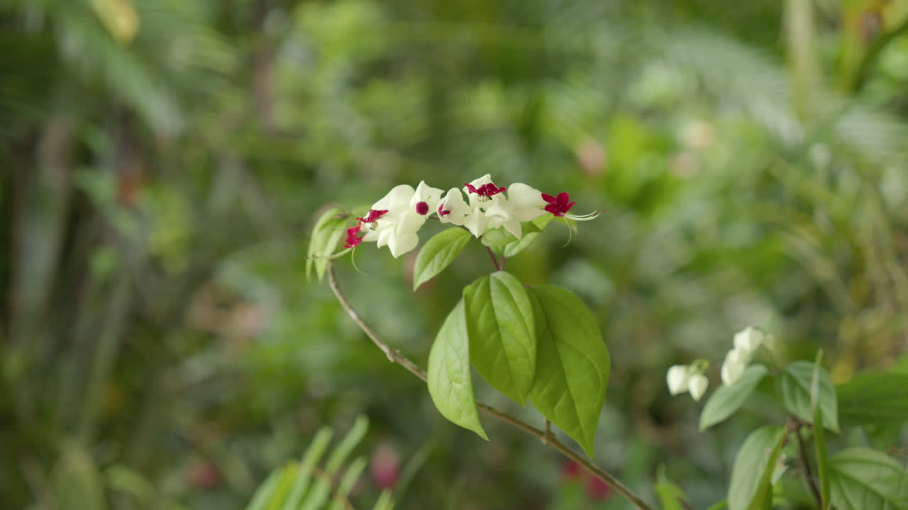 Close up handheld shot of Clerodendrum thomsoniae in garden