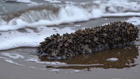 sea urchin on the shore