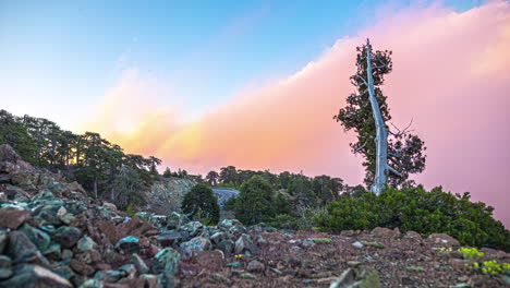 Clouds-form-in-a-blue-sky-behind-a-tall-lone-tree-on-a-rock