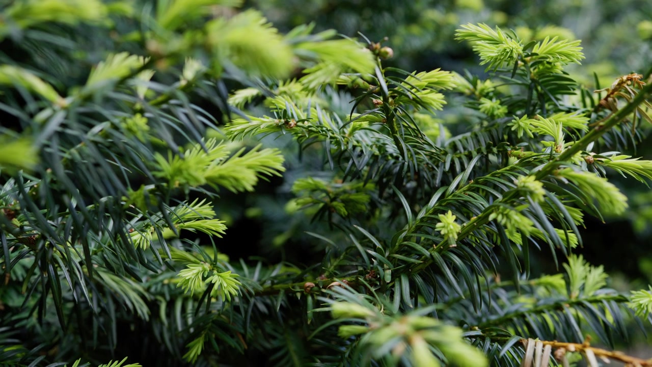 Nuovi aghi di abete verde brillante crescono su fitti rami scuri in una foresta norvegese, creando una ricca texture naturale per progetti naturalistici o stagionali.