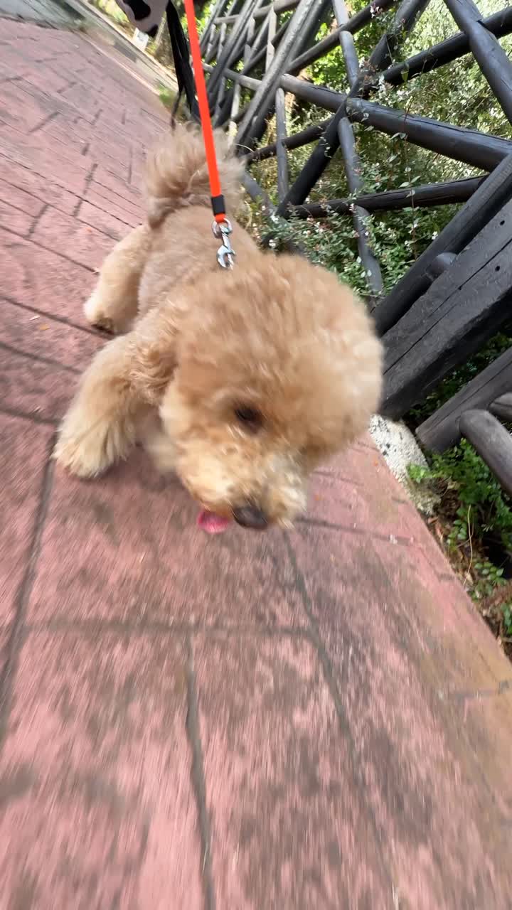 공원에서 고 있는 개