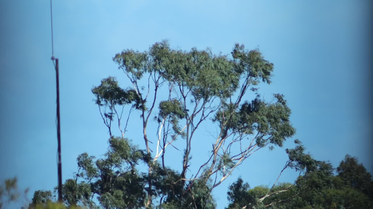 Gum Trees Swaying and Moving In Strong Winds, Daytime Sunny Clear Blue Sky, Maffra, Gippsland, Victoria, Australia