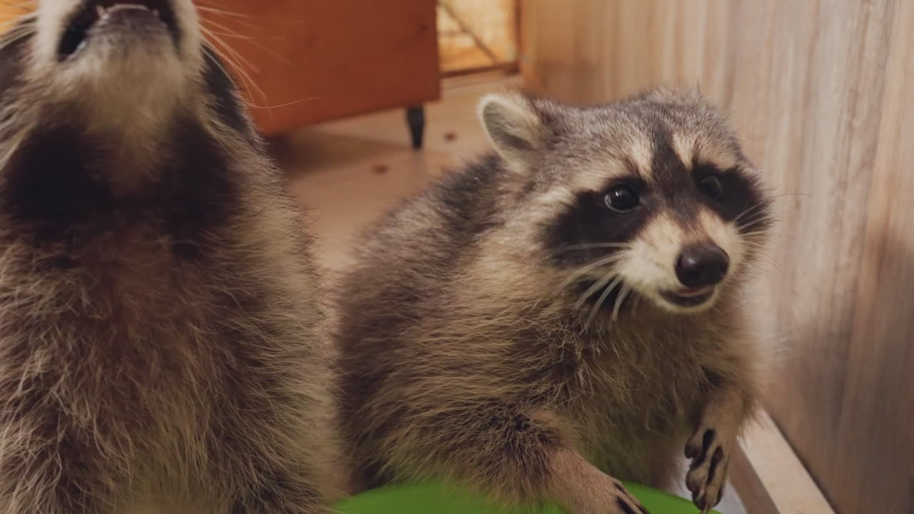 Speelse wasbeerduo deelt smakelijke snack, houten binnenverblijf, groene kom, close-up gezichtsuitdrukkingen, tongen en kleine pootjes grijpen snoepje, snorharen trillen, gezellig warm licht, geredde jonge dieren