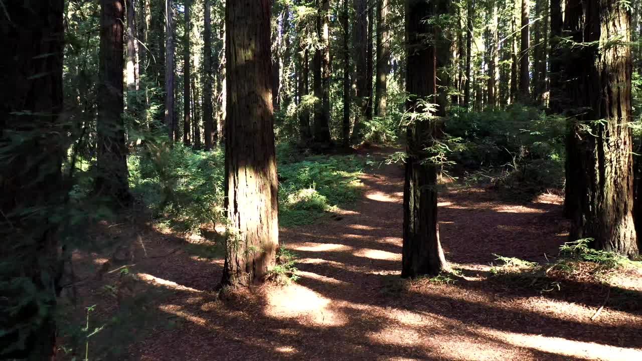 카메라가 앞으로 이동함에 따라 나무와 자연 숲을 매우 가깝게 밀어냅니다.